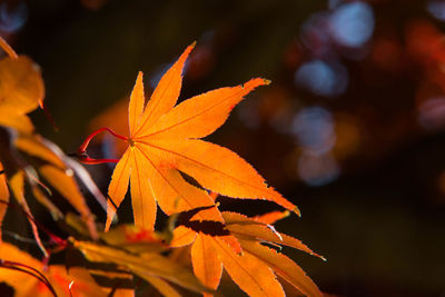 Close-up of maple leaves on plant
