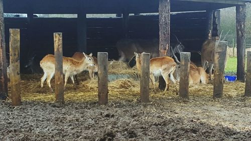 Horses standing by metal fence