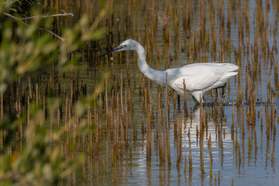 Side view of a bird in water