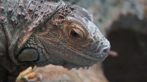 Close-up of lizard
