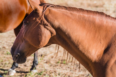 Close-up of horse in ranch