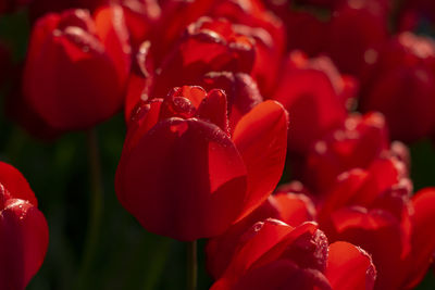 Close-up of red tulip and water drop