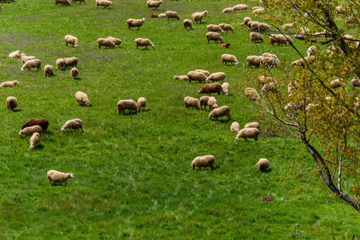 Flock of sheep grazing in grassy field