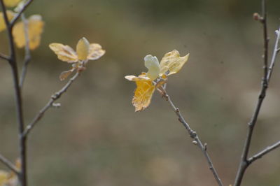 Close-up of flowering plant