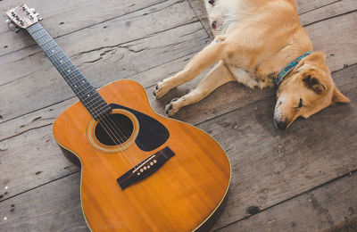 High angle view of dog and guitar on floor