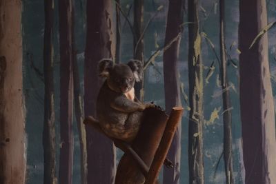 Koala on tree trunk in zoo