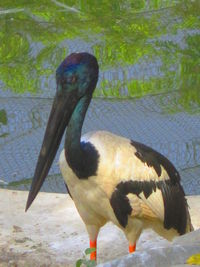 Close-up of pelican in water