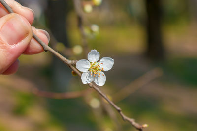 Close-up of hand holding white flowering plant