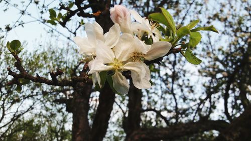 Low angle view of white flowers blooming on tree