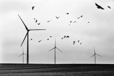 Low angle view of birds on landscape