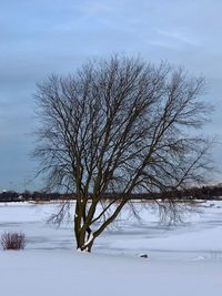 Bare tree on snow covered landscape