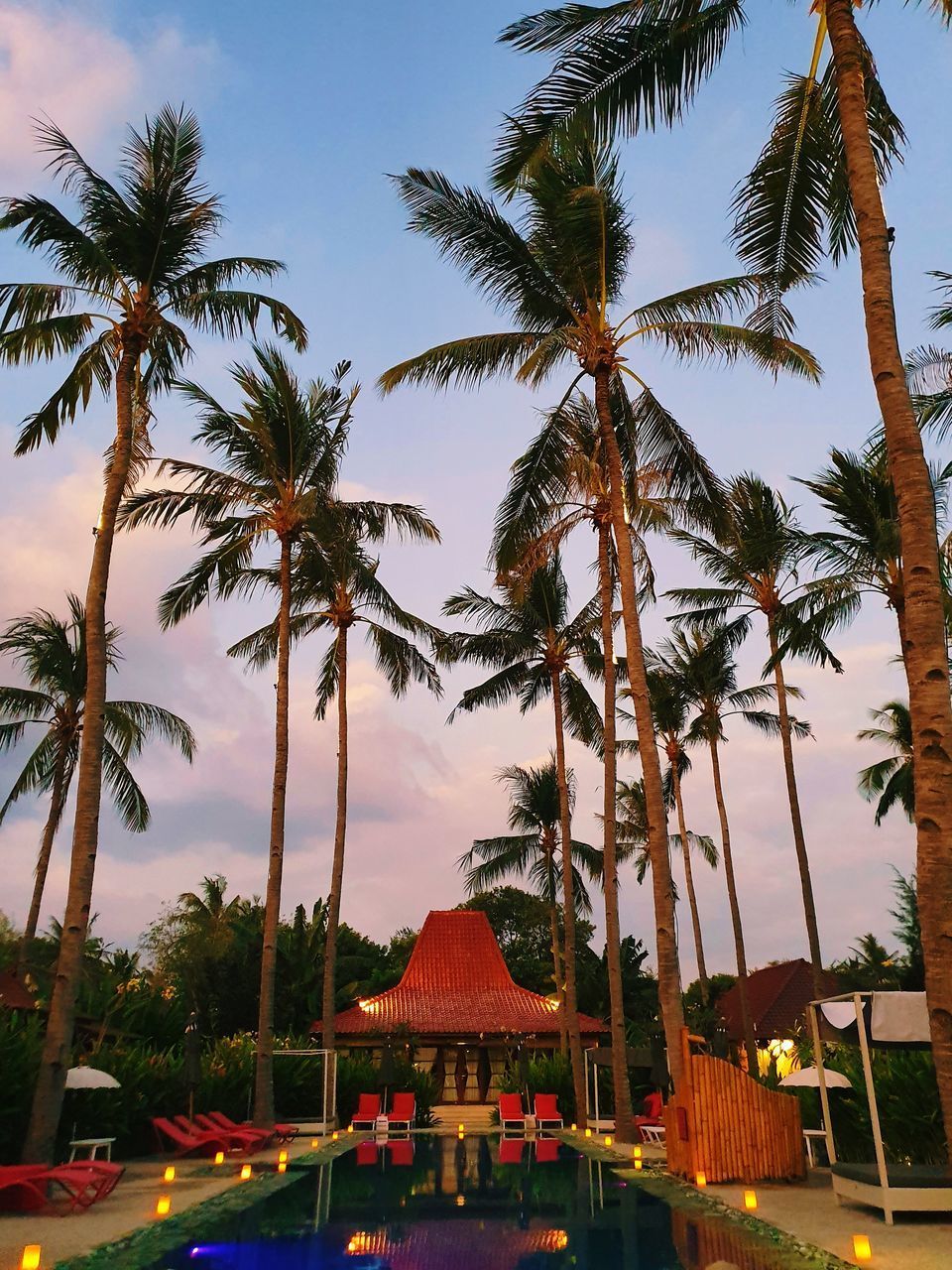 PALM TREES ALONG PLANTS