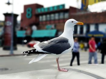 Close-up of seagull perching