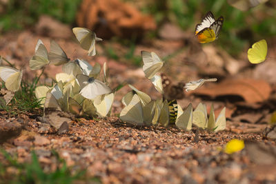 Close-up of autumn leaves on field
