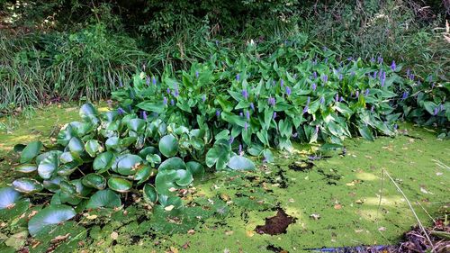 Close-up of lotus water lily in lake