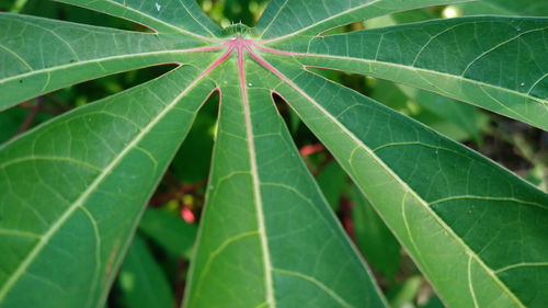 Green cassava leaves with full benefits