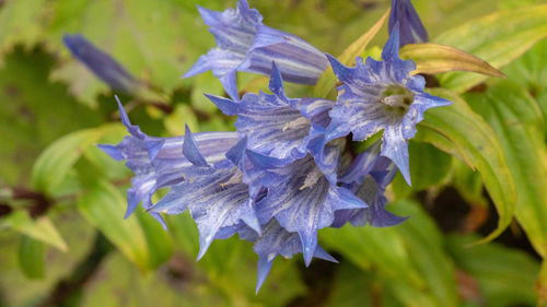 Close-up of purple flowering plant