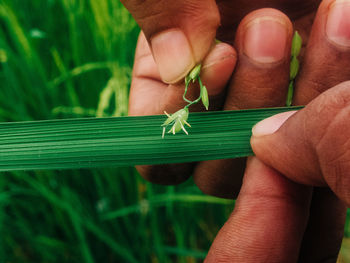 Close-up of hand holding leaf