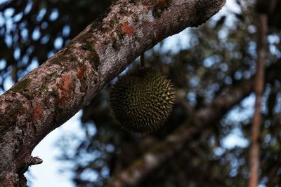 Low angle view of tree