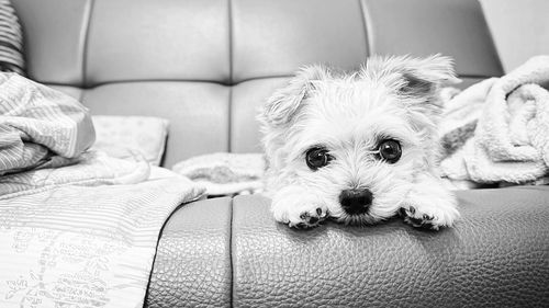 Close-up portrait of dog sitting on sofa at home