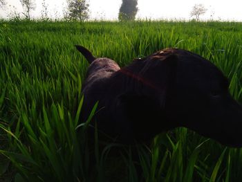 Close-up of dog on field against sky