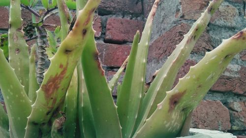 Close-up of succulent plant