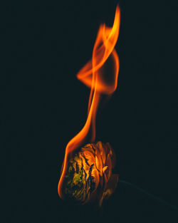 Close-up of orange flower against black background