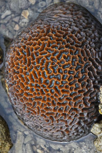 Close-up of animal shell