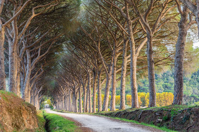 Empty road amidst bare trees on field