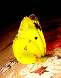 Close-up of butterfly