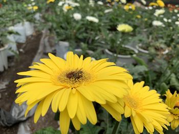 Close-up of insect on yellow flower