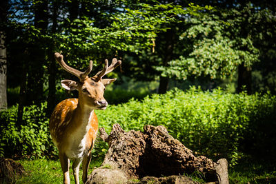 Trees growing in park