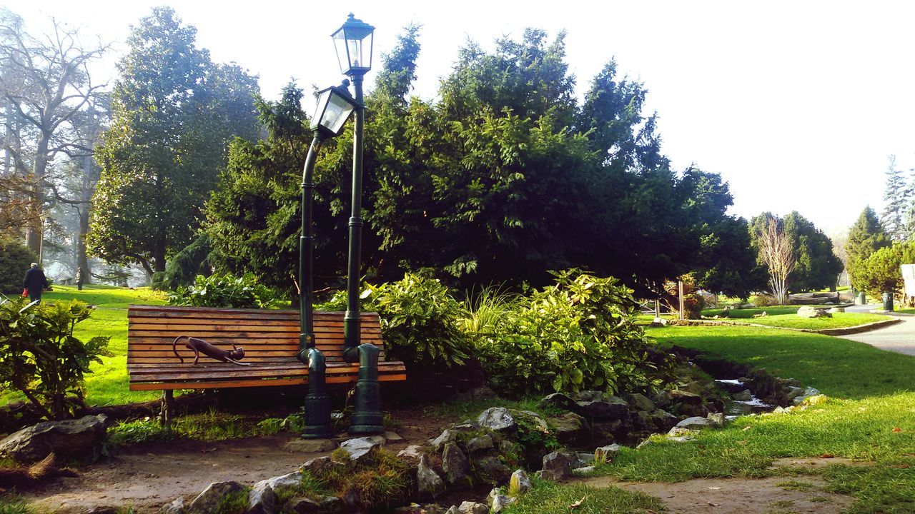 tree, growth, green color, grass, park - man made space, clear sky, bench, tranquility, plant, nature, sunlight, tranquil scene, empty, park, beauty in nature, absence, footpath, day, sky, park bench