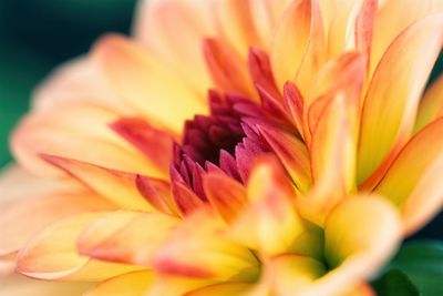 Macro shot of yellow flowering plant