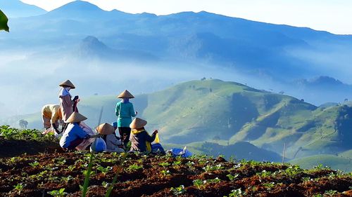 Start working potato plantation pengalengan west java