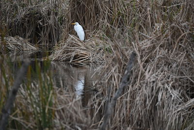 View of bird in lake