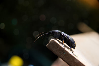 Close-up of insect on railing