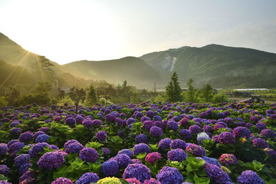 Purple flowering plants in mountains against sky