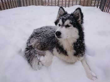 Close-up portrait of dog on snow