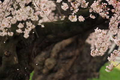 Close-up of pink flowers