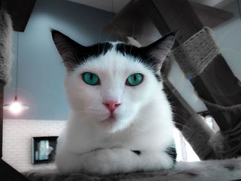 Close-up portrait of white cat at home