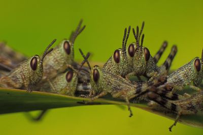 Close-up of insect on plant