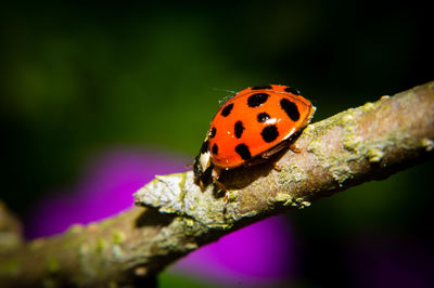 Close-up of ladybug on leaf