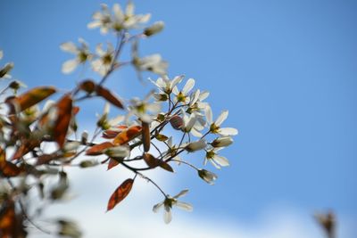 Low angle view of flowers blooming on tree