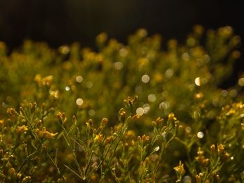 Close-up of wet flowers on field