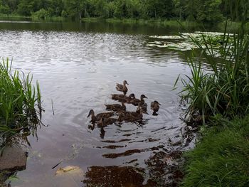 View of birds swimming in lake