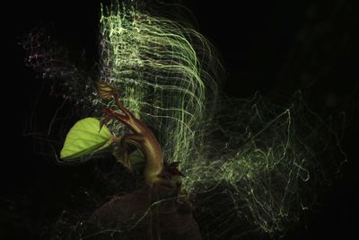 Close-up of insect on plant at night