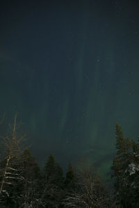 Low angle view of trees against star field at night