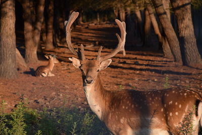 Deer standing in a field