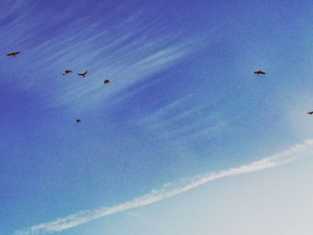 Low angle view of birds flying against sky